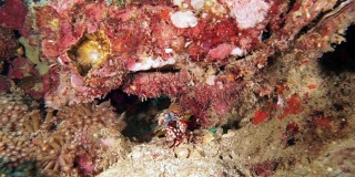 珊瑚礁上的孔雀螳螂虾