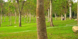美丽的高大的树木在城市公园在海南岛