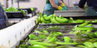 操作员在包装工厂清洗香蕉。