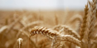 夏天田里的干黄小麦准备割草