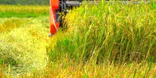 在有机农业中，慢动作收割水稻拖拉机在稻田中工作