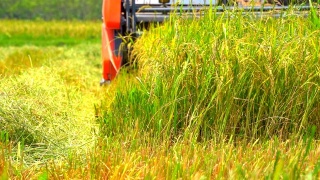 在有机农业中，慢动作收割水稻拖拉机在稻田中工作视频素材模板下载