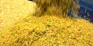 慢镜头稻田水稻流动的存储从收割水稻拖拉机