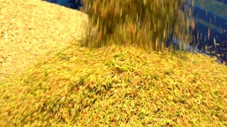 慢镜头稻田水稻流动的存储从收割水稻拖拉机视频素材模板下载