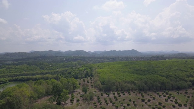 空中向前运动的视图，飞越龙眼果园和茂密的森林树梢