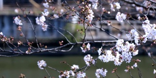 在东京市谷公园的河边盛开的樱花