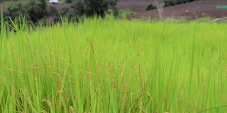 在泰国，随着风的吹拂，水稻在绿色的稻田里种植