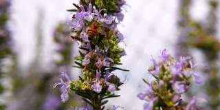 神奇的盛开的迷迭香和蜜蜂在上面。常绿灌木，芳香草本的微缩摄影
