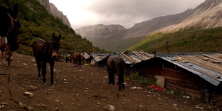 日落时分，一群马群在阳麦涌圣山的草地上