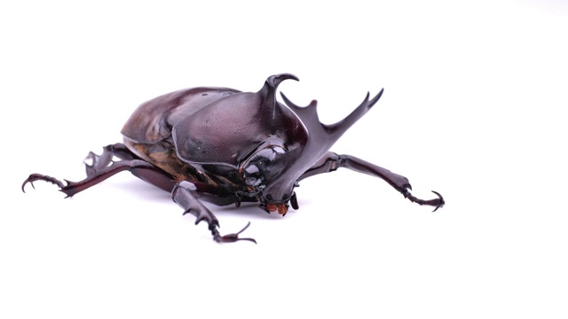 日本犀牛甲虫。