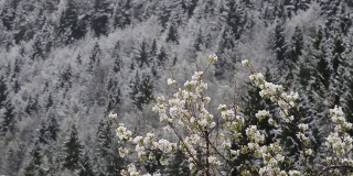 阿特文的卡卡尔山和阿拉卡山的野生动物正下着雨雪。精彩的野生动物视频。(各种美丽的花，天际线，雪，树，雨等)