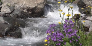 科鲁河和科鲁河上的鲜花。阿尔温特