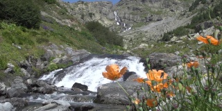 科鲁河和科鲁河上的鲜花。阿尔温特