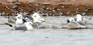 4k:在斯瓦尔巴特群岛的小湖里洗澡的海鸥