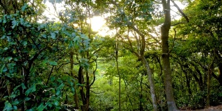 森林里的树木被阳光照耀着