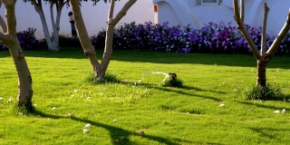 自动草坪洒水器在花园与绿色草地