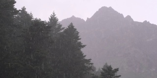 阿特文的卡卡尔山和阿拉卡山的野生动物正下着雨雪。精彩的野生动物视频。(各种美丽的花，天际线，雪，树，雨等)