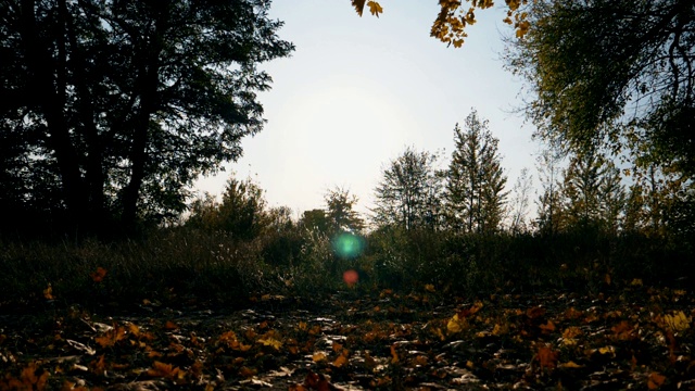 秋日艳阳高照草地。明亮的阳光照亮了野生植物。微风吹拂着长着彩色树叶的树枝。美丽的自然背景。慢动作