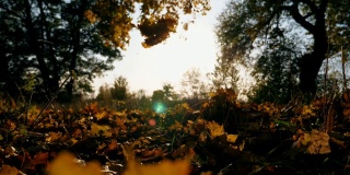 近距离观察秋天公园里飘落的黄色枫叶。明亮的太阳照亮了鲜艳的落叶。美丽的自然景观为背景。五彩缤纷的秋季。慢动作