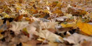 秋天公园里黄色的枫叶落地的细节。公园的小路上覆盖着干枯鲜艳的树叶。色彩斑斓的自然背景。慢镜头