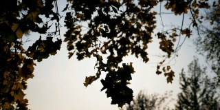 风吹动着带着黄色枫叶的树枝，阳光穿过它们。阳光透过树叶闪烁。五彩缤纷的大自然的季节。美丽的自然背景。慢镜头