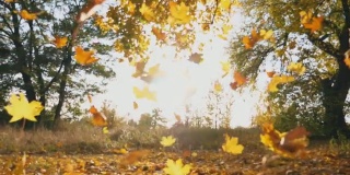 黄色的枫叶落在秋天的森林里。明亮的太阳照亮了鲜艳的落叶。美丽的自然景观为背景。五彩缤纷的秋季。慢动作