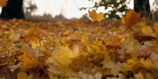 在秋天的森林里，黄色的枫叶飘落在地上。地上覆盖着干枯鲜艳的树叶。色彩斑斓的自然背景。慢镜头