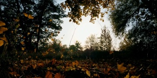 秋天的树林里，黄色的枫叶慢慢地飘落在地上。明亮的太阳照亮了鲜艳的落叶。美丽的自然景观为背景。五彩缤纷的秋季。慢动作