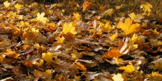 在秋天的森林里，黄色的枫叶飘落在地上。地上覆盖着干枯鲜艳的树叶。五彩缤纷的秋季。慢镜头