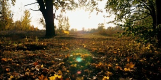 黄色的秋叶在阳光的背景下飘落在森林里。明亮的晚霞透过落叶照耀着。美丽的自然景观。五彩缤纷的秋季。慢动作