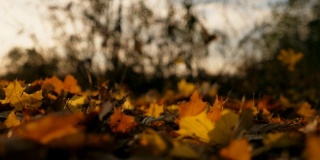 镜头跟随秋叶飘落在森林里。明亮的树叶落在天空的背景。五彩缤纷的秋季。慢动作