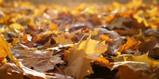 镜头跟随黄色的枫叶飘落在秋天的森林里。太阳照亮了干燥的落叶。五彩缤纷的秋季。背景是散焦。慢动作