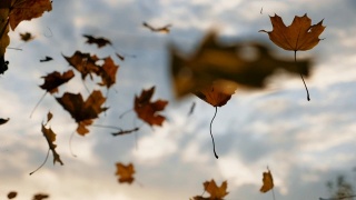 镜头跟着秋叶飘落在森林里的地面上。近距离的明亮的树叶落在天空的背景。夕阳的光芒穿过枯叶。五彩缤纷的秋季。慢动作视频素材模板下载