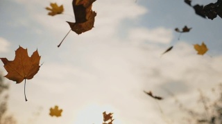 镜头跟着秋叶飘落在森林里的地面上。近距离的明亮的树叶落在天空的背景。夕阳的光芒穿过枯叶。五彩缤纷的秋季。慢动作视频素材模板下载