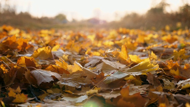 特写黄色的秋叶慢慢地飘落在地上。地上覆盖着干枯鲜艳的树叶。明亮的阳光照亮了落叶。五彩缤纷的秋季。模糊的背景。慢动作
