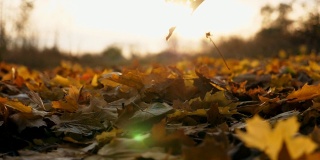 特写黄色的秋叶慢慢地飘落在地上。地上覆盖着干枯鲜艳的树叶。明亮的阳光照亮了落叶。五彩缤纷的秋季。慢镜头摄影
