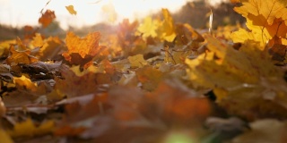 细看黄叶缓缓飘落。地上覆盖着干枯鲜艳的树叶。明亮的晚霞照亮了落叶。五彩缤纷的秋季。慢镜头摄影