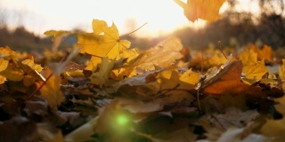细看黄叶慢慢飘落的秋叶。地上覆盖着干枯鲜艳的树叶。明亮的晚霞穿过落叶。五彩缤纷的秋季。慢镜头