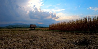 暴风雨带着猛烈的风和烟在玉米地上吹着成熟的玉米秆，小屋附近的一个傍晚用延时幻灯片相机拍摄的日落景观
