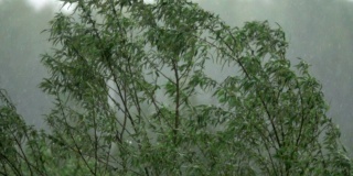 大雨。雨天风吹得树都摇晃起来。缓慢的运动。
