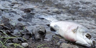 在受污染的海岸上腐烂的发臭的死鱼，危害大自然的有毒废物