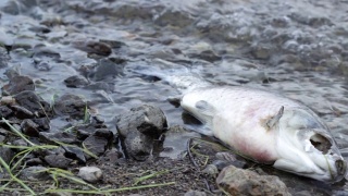 在受污染的海岸上腐烂的发臭的死鱼，危害大自然的有毒废物视频素材模板下载