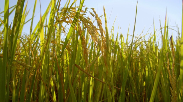 4k亚洲自然稻田傍晚与阳光的镜头