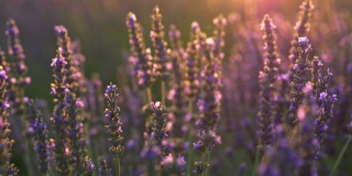 普罗旺斯,法国。紫色的薰衣草花在夕阳下闪闪发光。特写镜头,UHD