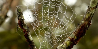 蜘蛛网和清晨的露珠