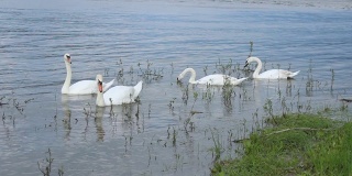 White Mute Swan swimming in Danube River