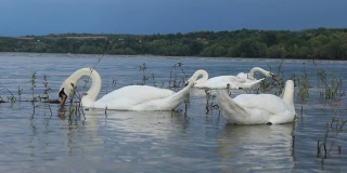 白色哑天鹅在多瑙河游泳