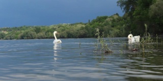 白色哑天鹅在多瑙河游泳