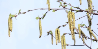 Buds of birch in spring