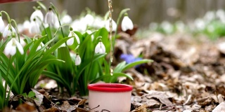 特写镜头是春天森林里盛开的雪花莲，人们把热水瓶里的茶倒进热水瓶里。徒步旅行时喝一杯热饮